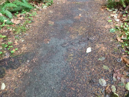 Natural surface trails may have debris or mud – call ahead to hear the latest conditions – (503) 622-3696